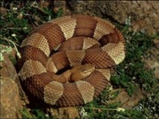 Snakes